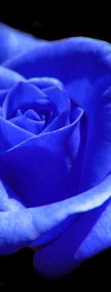 338445__blue-rose_p